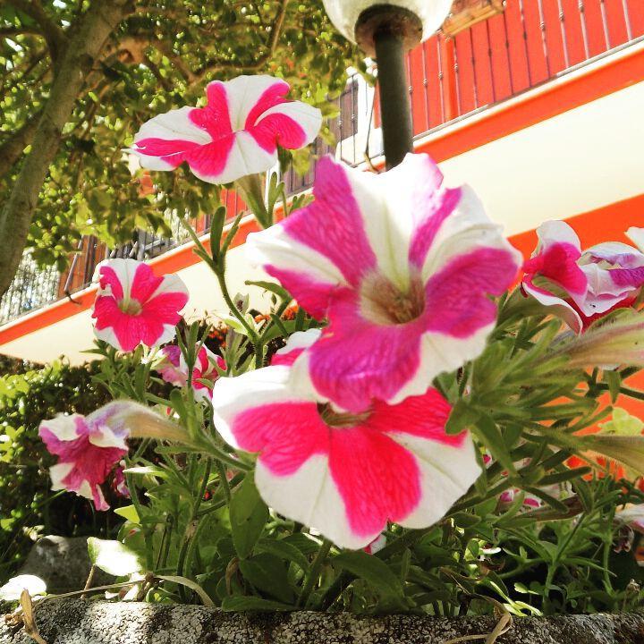 B&B Il Giardino Delle Camelie Palestrina Kültér fotó